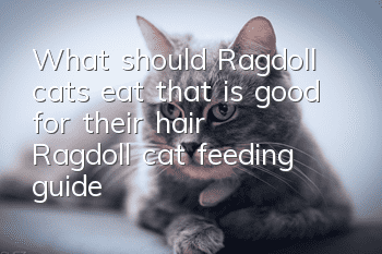 What should Ragdoll cats eat that is good for their hair? Ragdoll cat feeding guide!