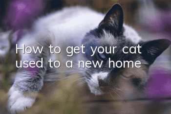 How to get your cat used to a new home