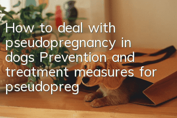 How to deal with pseudopregnancy in dogs? Prevention and treatment measures for pseudopregnancy in dogs!