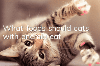 What foods should cats with anemia eat?