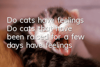 Do cats have feelings? (Do cats that have been raised for a few days have feelings?)