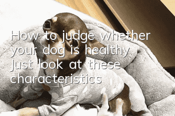 How to judge whether your dog is healthy? Just look at these characteristics!