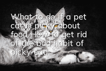What to do if a pet cat is picky about food? How to get rid of the bad habit of picky eating in a pet cat?