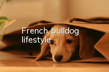 French bulldog lifestyle