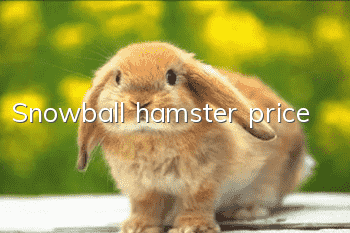 Snowball hamster price