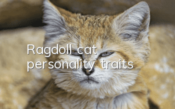 Ragdoll cat personality traits