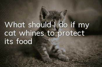 What should I do if my cat whines to protect its food?