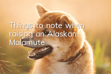 Things to note when raising an Alaskan Malamute