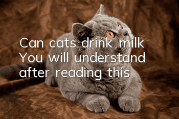 Can cats drink milk? You will understand after reading this!