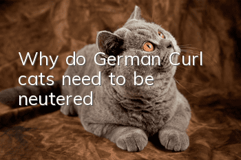Why do German Curl cats need to be neutered?
