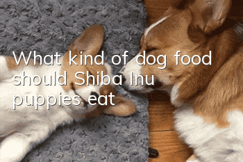 What kind of dog food should Shiba Inu puppies eat?
