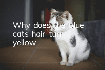 Why does the blue cat’s hair turn yellow?
