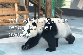 Will wild hedgehogs recognize their owners?
