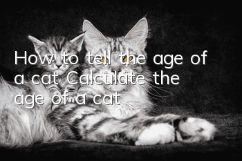 How to tell the age of a cat? Calculate the age of a cat!