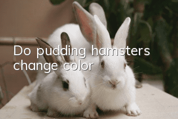 Do pudding hamsters change color?