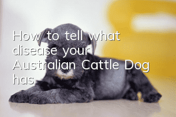 How to tell what disease your Australian Cattle Dog has?