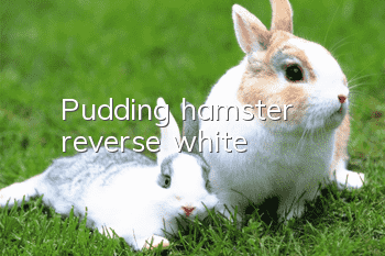 Pudding hamster reverse white
