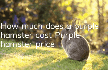 How much does a purple hamster cost? Purple hamster price