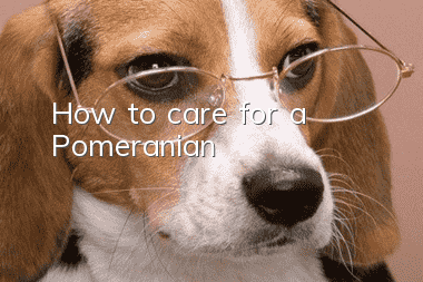 How to care for a Pomeranian