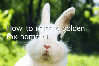 How to raise a golden fox hamster
