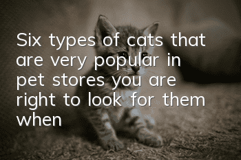 Six types of cats that are very popular in pet stores, you are right to look for them when buying a cat!