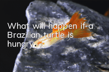 What will happen if a Brazilian turtle is hungry?