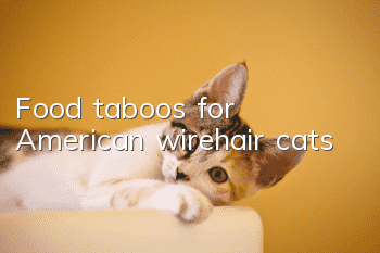 Food taboos for American wirehair cats