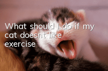 What should I do if my cat doesn’t like exercise?