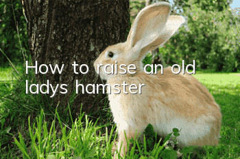 How to raise an old lady's hamster