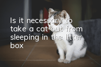 Is it necessary to take a cat out from sleeping in the litter box?