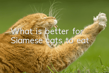 What is better for Siamese cats to eat?