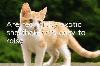 Are red tabby exotic shorthair cats easy to raise?