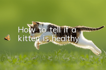 How to tell if a kitten is healthy?