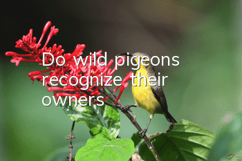 Do wild pigeons recognize their owners?