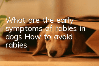 What are the early symptoms of rabies in dogs? How to avoid rabies?