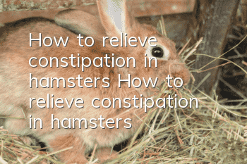 How to relieve constipation in hamsters How to relieve constipation in hamsters