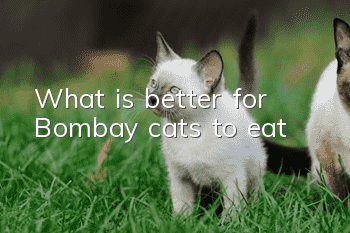 What is better for Bombay cats to eat?