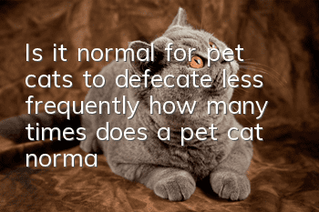 Is it normal for pet cats to defecate less frequently (how many times does a pet cat normally defecate a day)?
