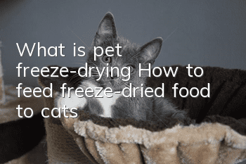 What is pet freeze-drying? How to feed freeze-dried food to cats?