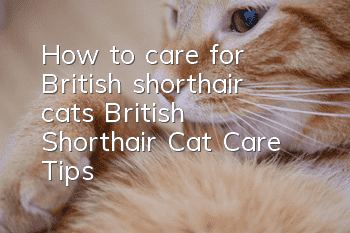 How to care for British shorthair cats? British Shorthair Cat Care Tips!