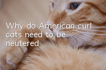 Why do American curl cats need to be neutered?