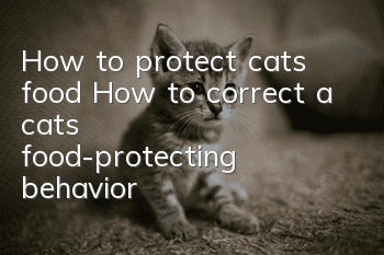 How to protect cats’ food? How to correct a cat’s food-protecting behavior?