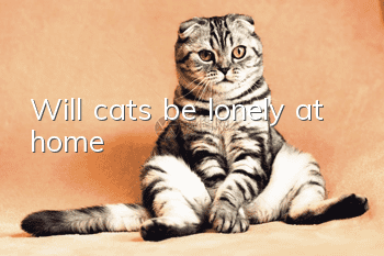 Will cats be lonely at home?