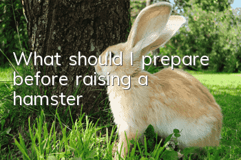 What should I prepare before raising a hamster?