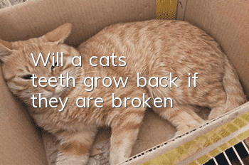 Will a cat's teeth grow back if they are broken?