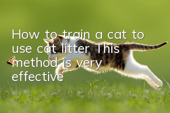 How to train a cat to use cat litter? This method is very effective!