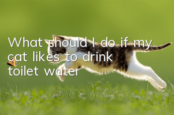 What should I do if my cat likes to drink toilet water?