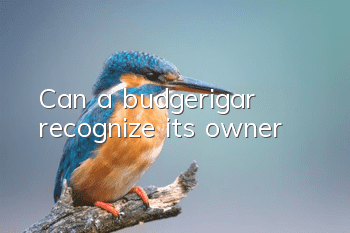 Can a budgerigar recognize its owner?