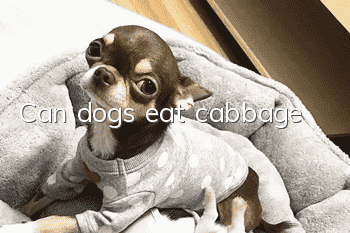 Can dogs eat cabbage?