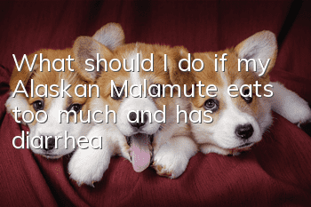 What should I do if my Alaskan Malamute eats too much and has diarrhea?